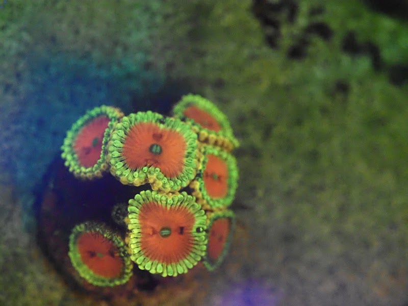 Blue Line Coral - Photo 4