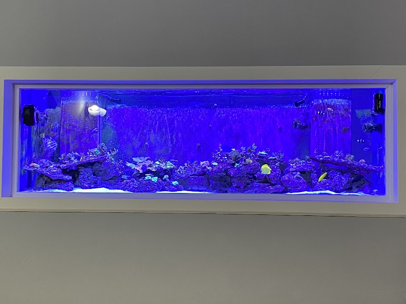 Blue Line Coral - Photo 5