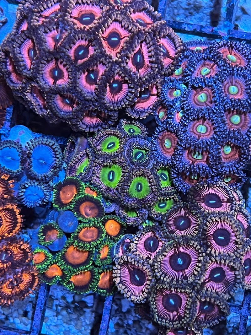 The Little Reef Shop - Photo 4