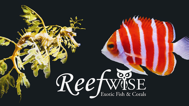 Reefwise - Photo 2