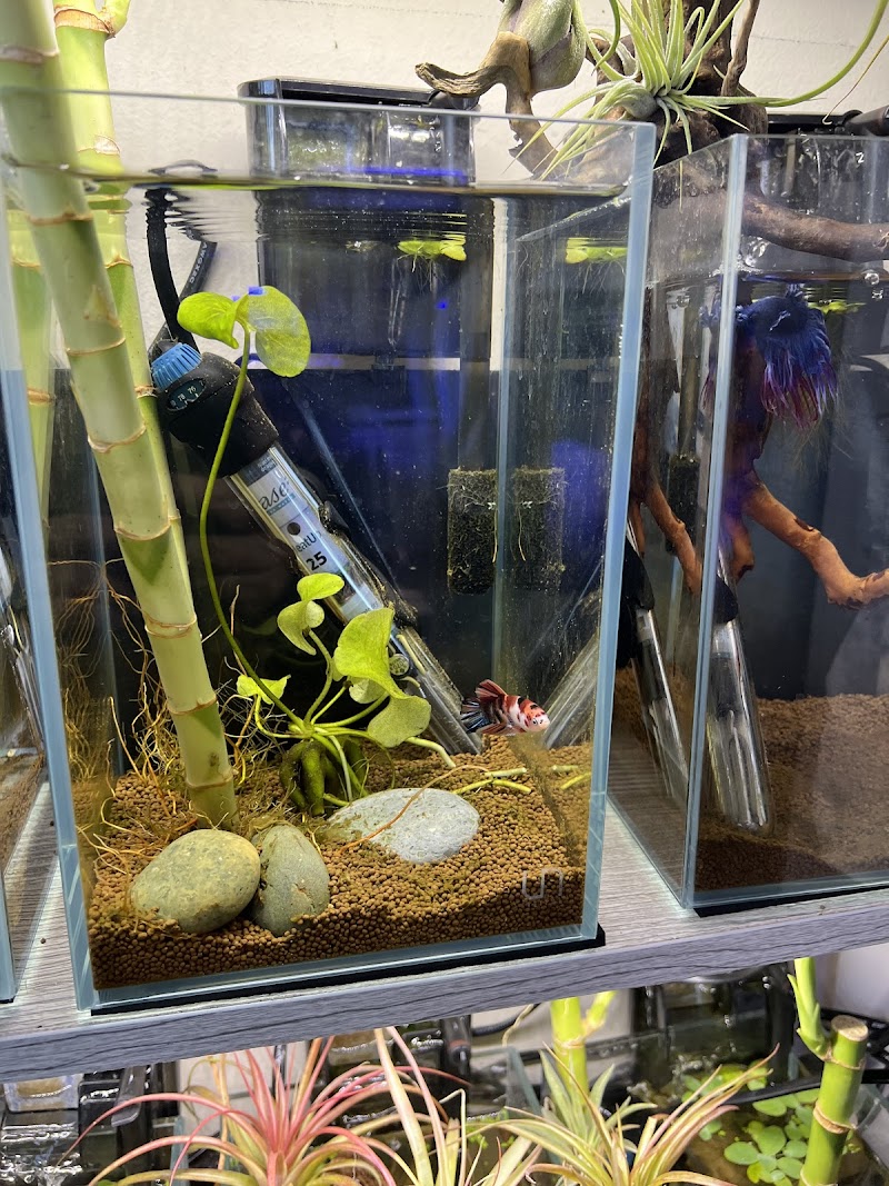 Big Fish Aquarium - Photo 3