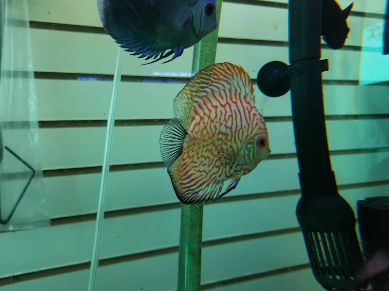 Golden Aquarium - Photo 4