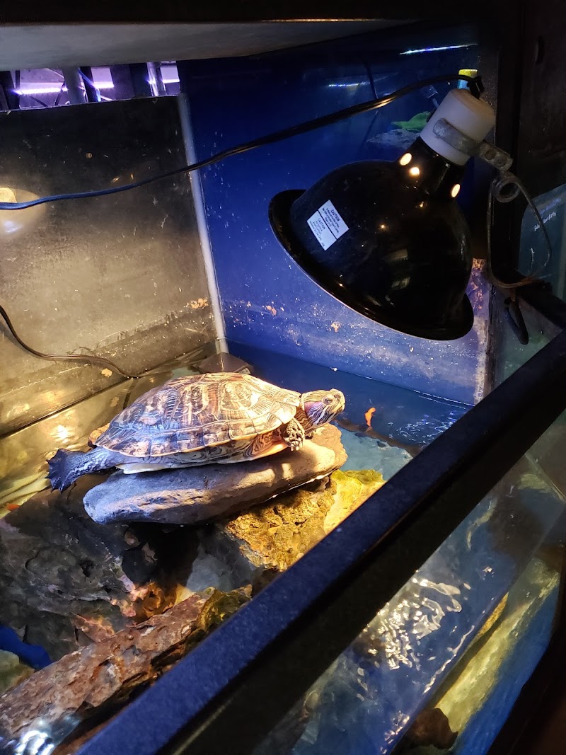 Golden Aquarium - Photo 5