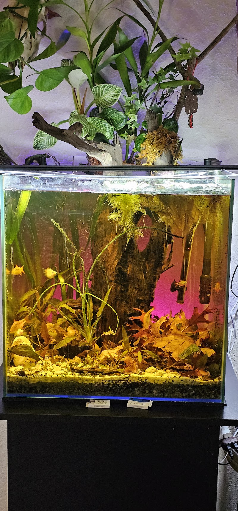 J Squared Aquatics - Photo 3