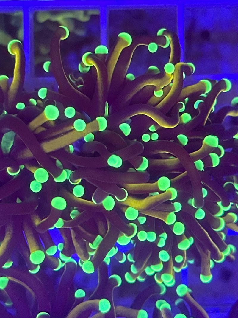 Aquarium Obsessions Saltwater Shop - Photo 1