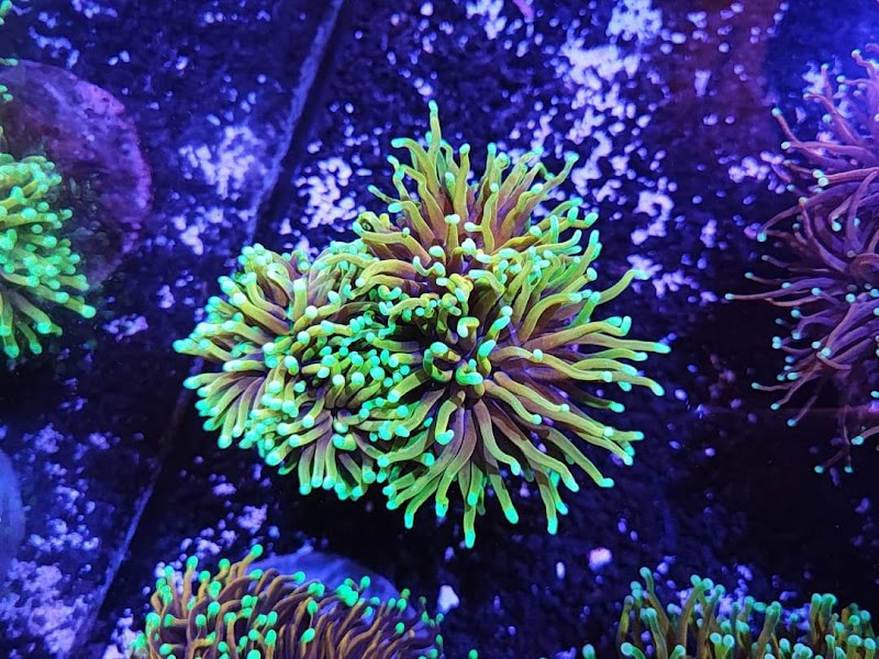 Aquarium Obsessions Saltwater Shop - Photo 3