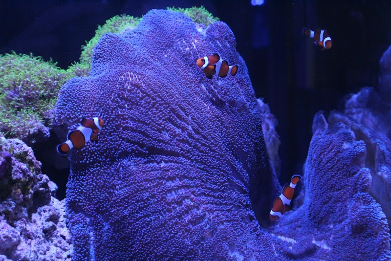 Aquarium Obsessions Saltwater Shop - Photo 4