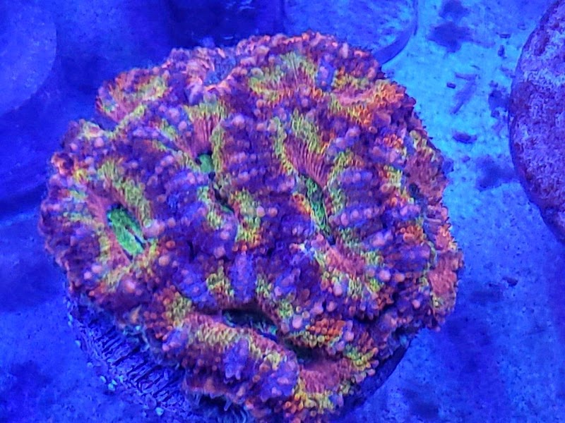 Aquarium Obsessions Saltwater Shop - Photo 5