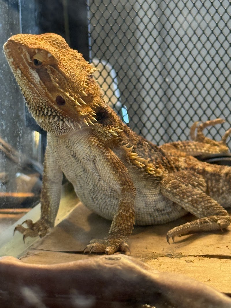 Sailfin Pet Shop - Photo 4