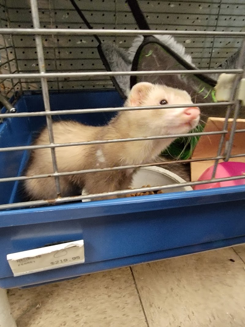 Sailfin Pet Shop - Photo 5