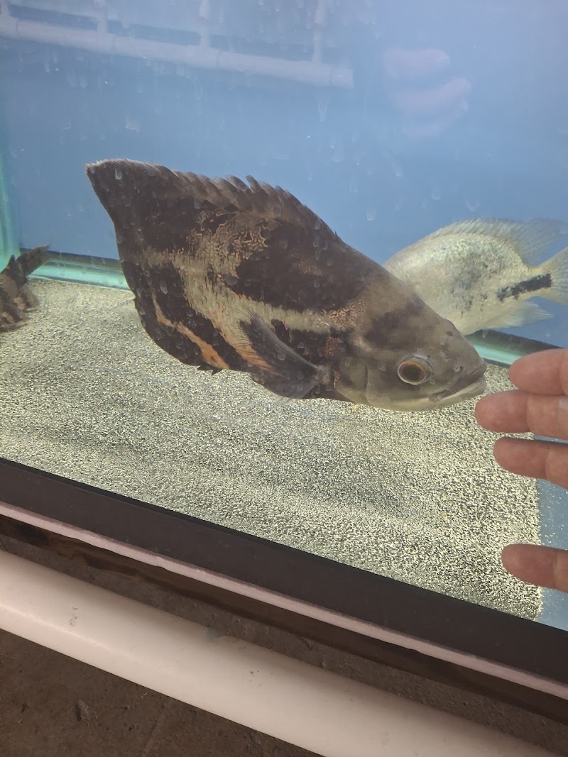 Global Exoticquatics - Photo 4