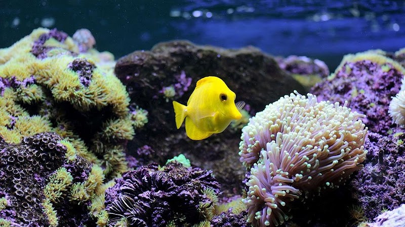 Atlantis Aquatic Gardens - Photo 2