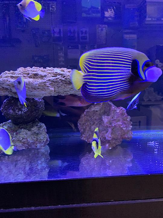 Rob's Aquatics - Photo 4