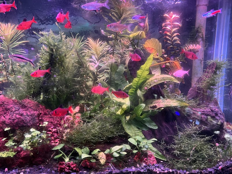 Marine World Tropical Fish - Photo 4