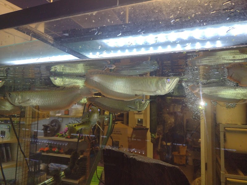 Animal Island Pet Shop - Photo 1