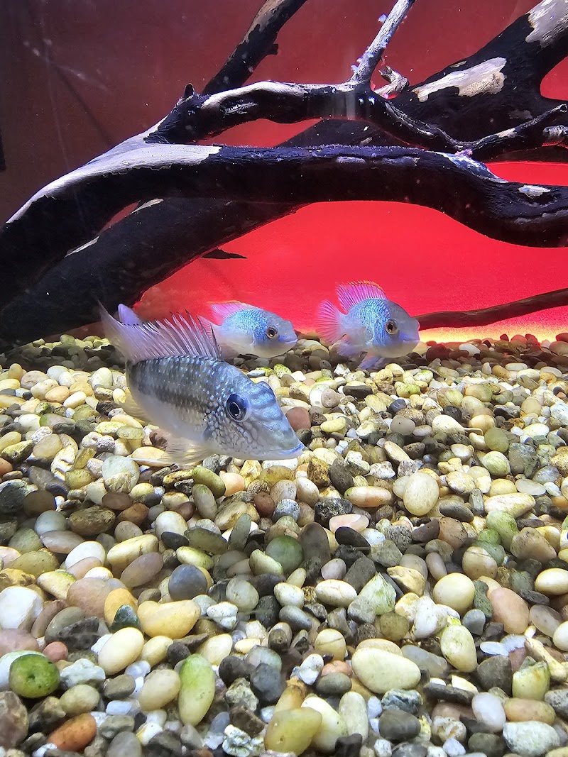 Animal Island Pet Shop - Photo 4