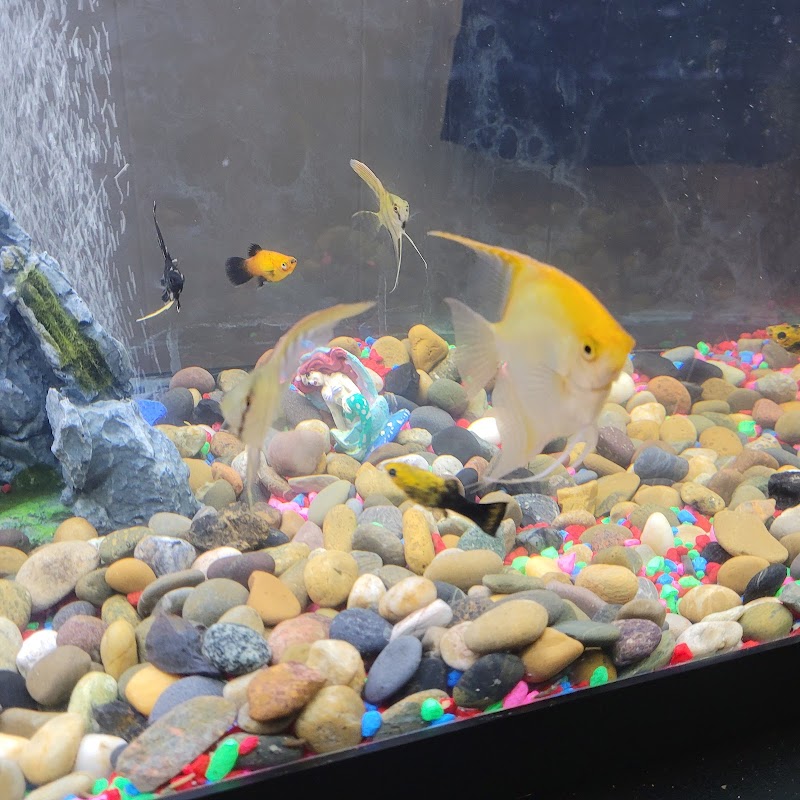 Southside Pet Center And Grooming Salon - Photo 1