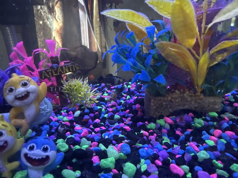 Southside Pet Center And Grooming Salon - Photo 2