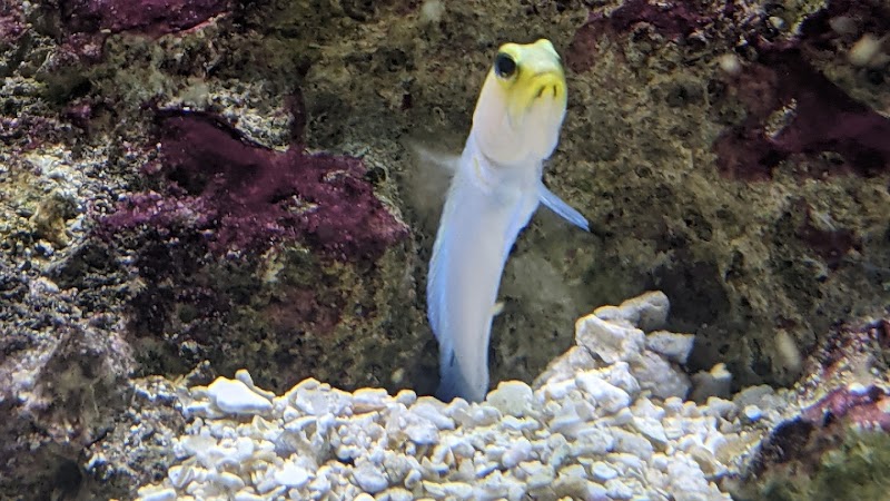 Aquariums Done Wright (Aquarium Service) - Photo 2