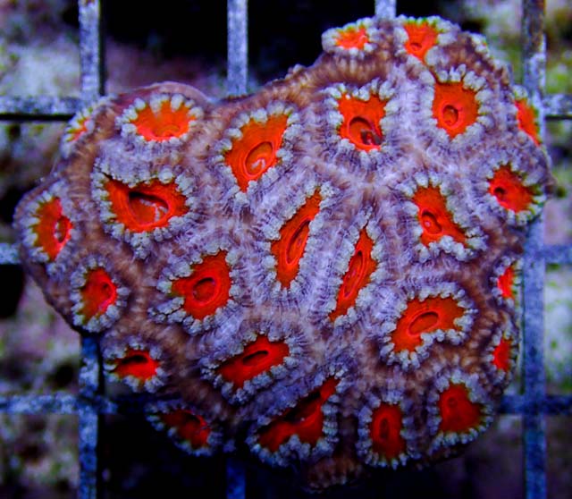 Aquariums Done Wright (Aquarium Service) - Photo 4