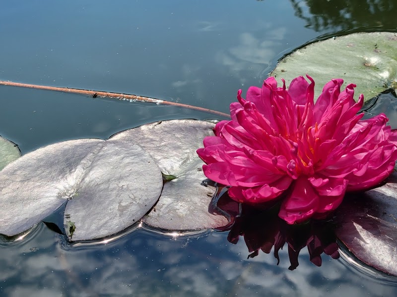 Out Back Water Gardens - Photo 1