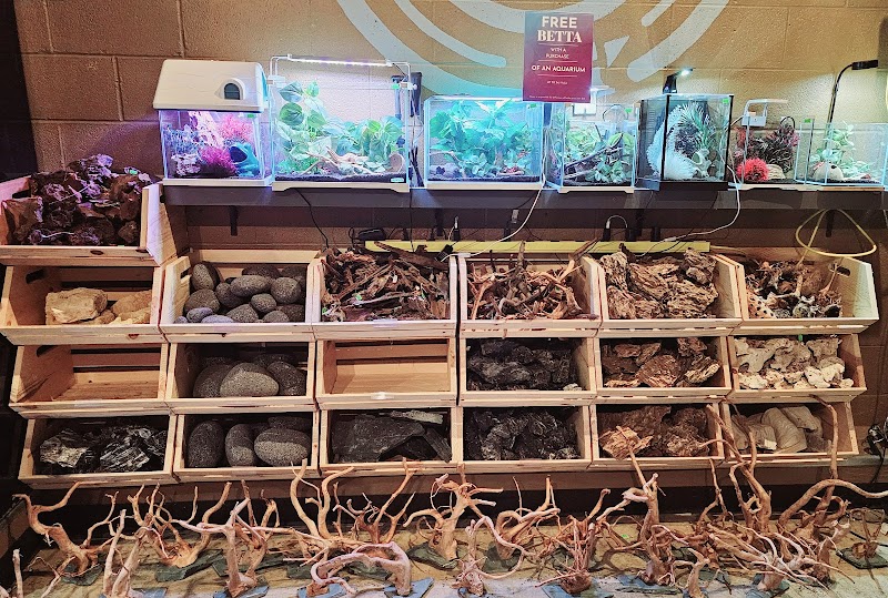 Prism Bettas & Goldfish - Photo 1