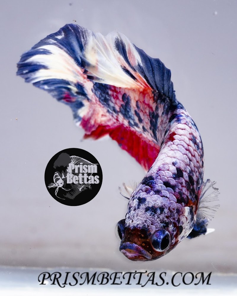 Prism Bettas & Goldfish - Photo 2