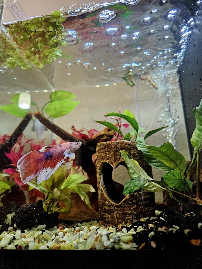 Prism Bettas & Goldfish - Photo 3