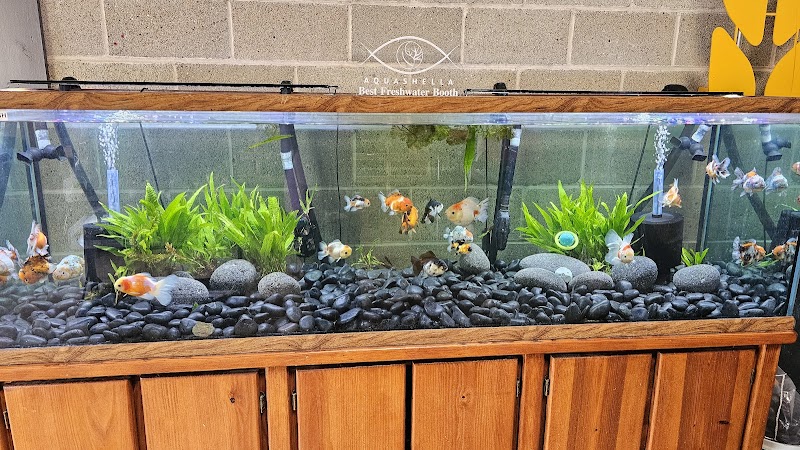 Prism Bettas & Goldfish - Photo 4