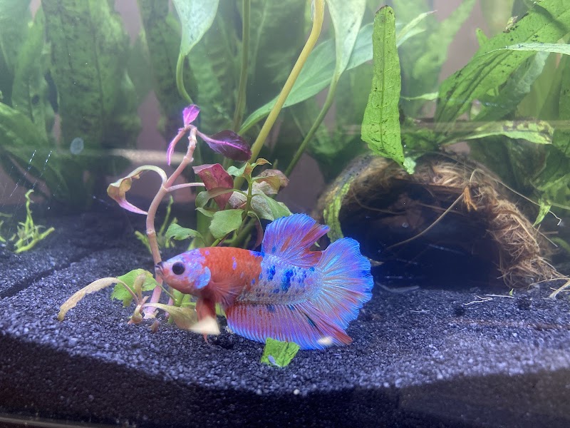 Prism Bettas & Goldfish - Photo 5