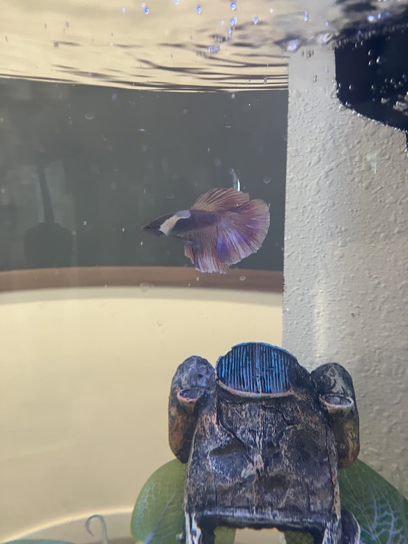 Fish Man Pet Center - Photo 5