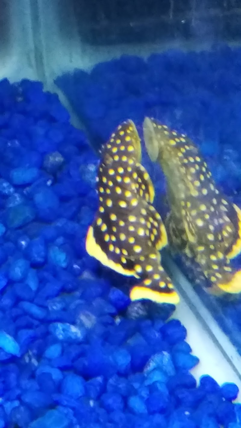 Midwest Tropical Fish llc - Photo 2