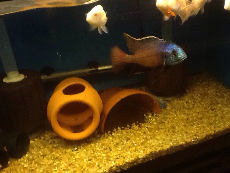 Midwest Tropical Fish llc - Photo 5