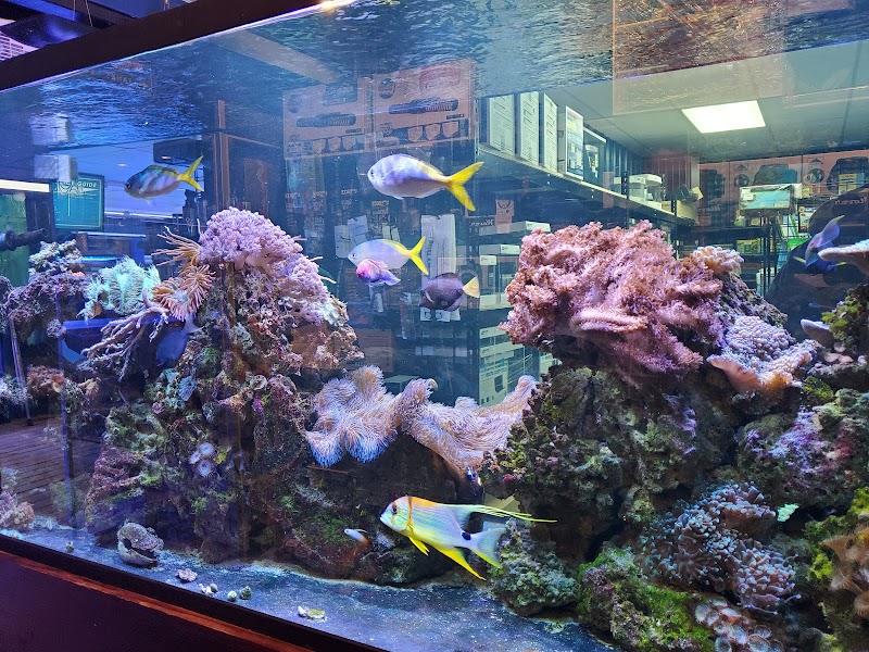The Reef Aquarium Shop - Photo 4