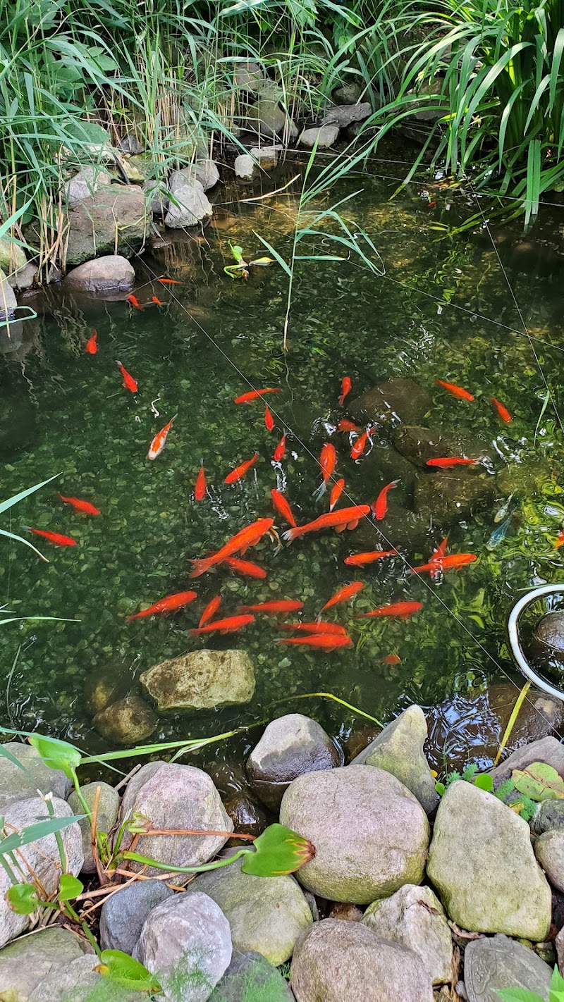 Goldfish Gardens - Photo 3