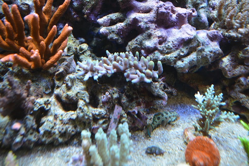 Premium Aquatics - Photo 3