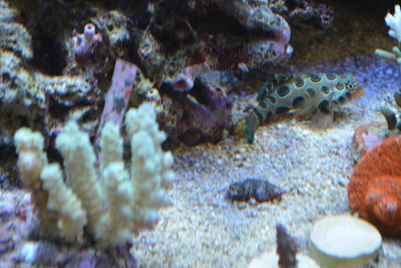 Premium Aquatics - Photo 5