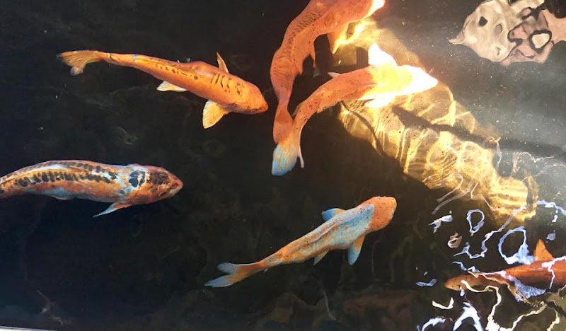 Clear Creek Fisheries, LLC - Photo 4