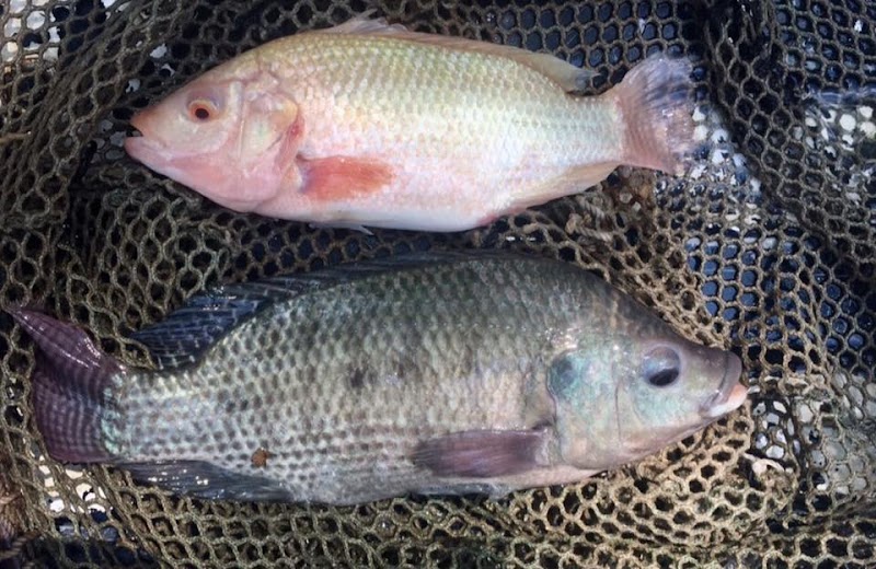 Clear Creek Fisheries, LLC - Photo 5