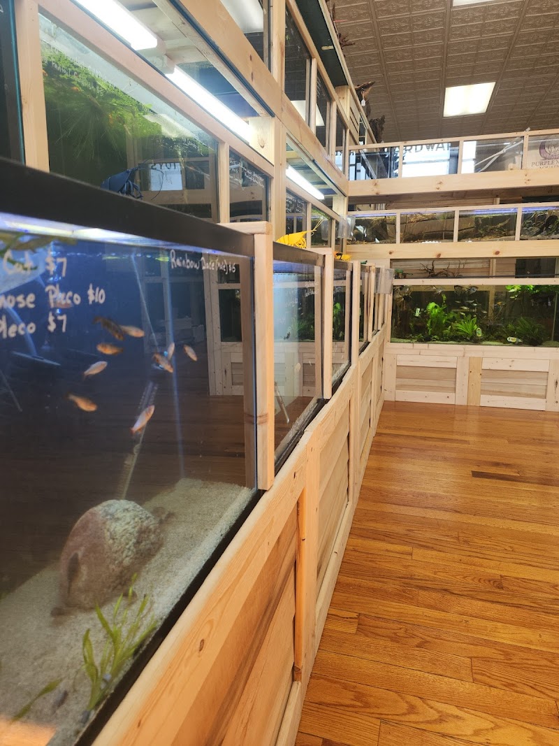 Purple Moon Aquatics LLC - Photo 1