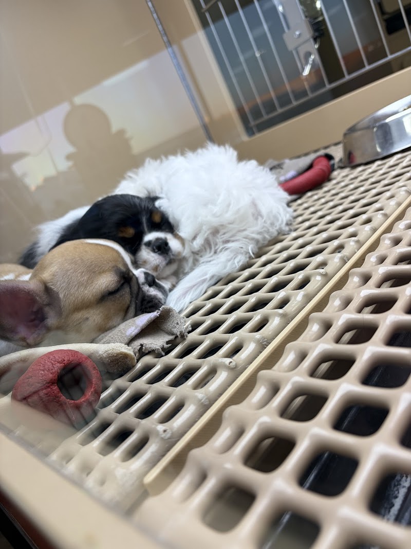 Petland Westfield/Carmel - Photo 3