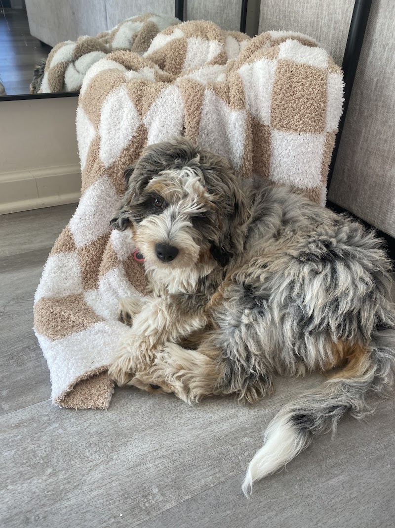 Petland Westfield/Carmel - Photo 4