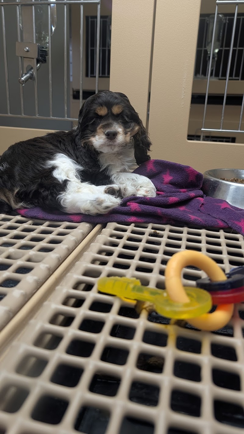 Petland Westfield/Carmel - Photo 5