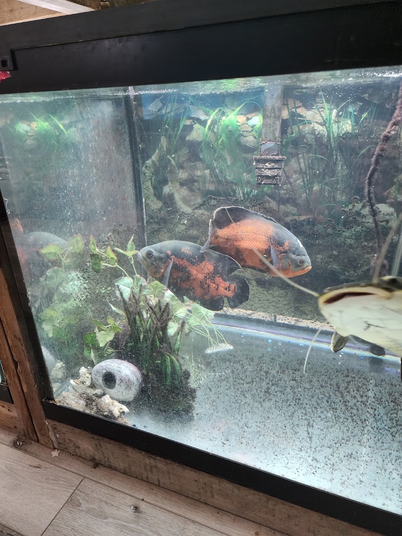 Northside Aquatics LLC - Photo 3