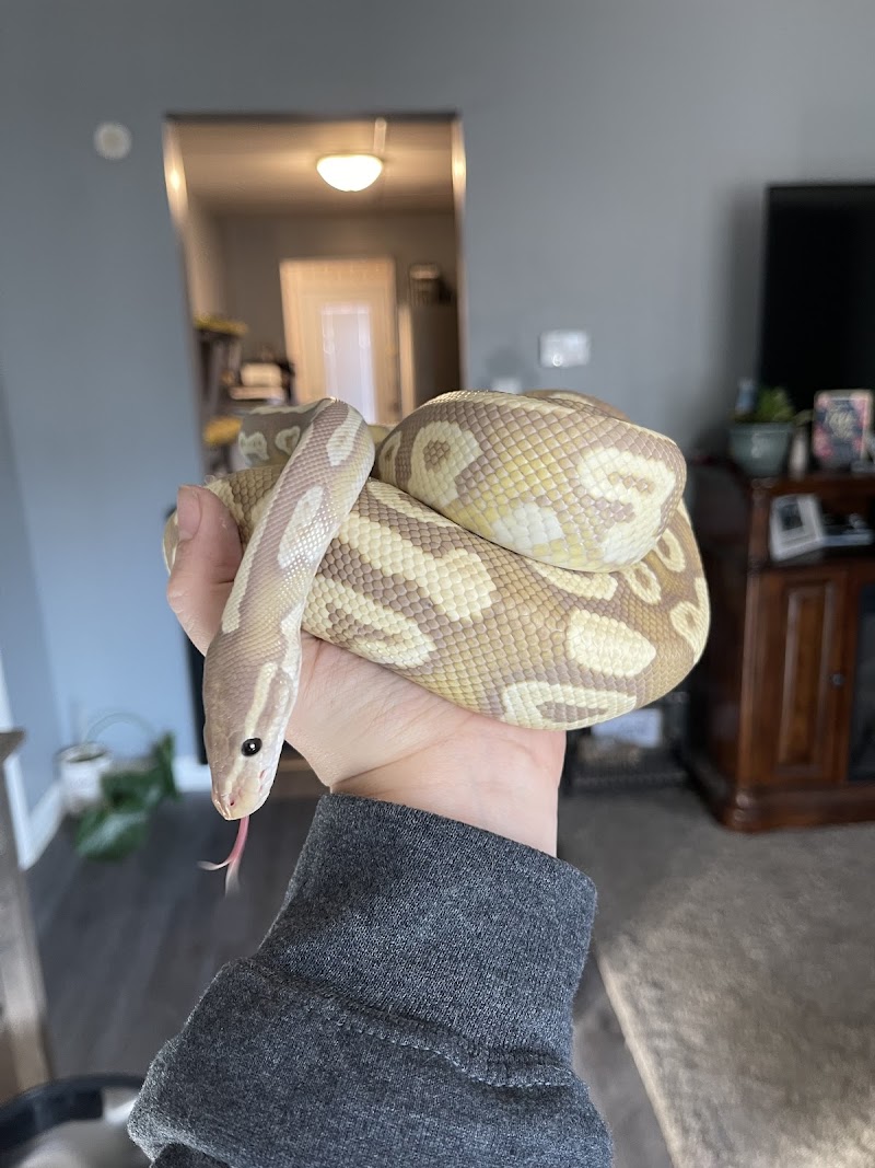 Metazotics Chandler - Photo 3