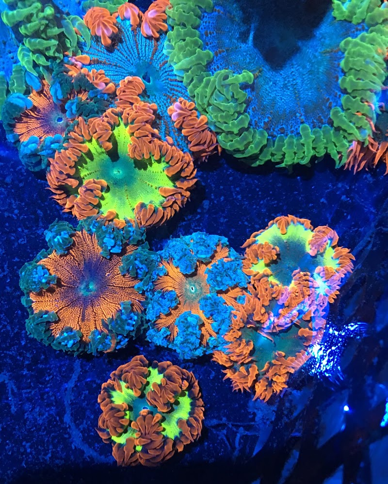 Summit City Coral - Photo 3