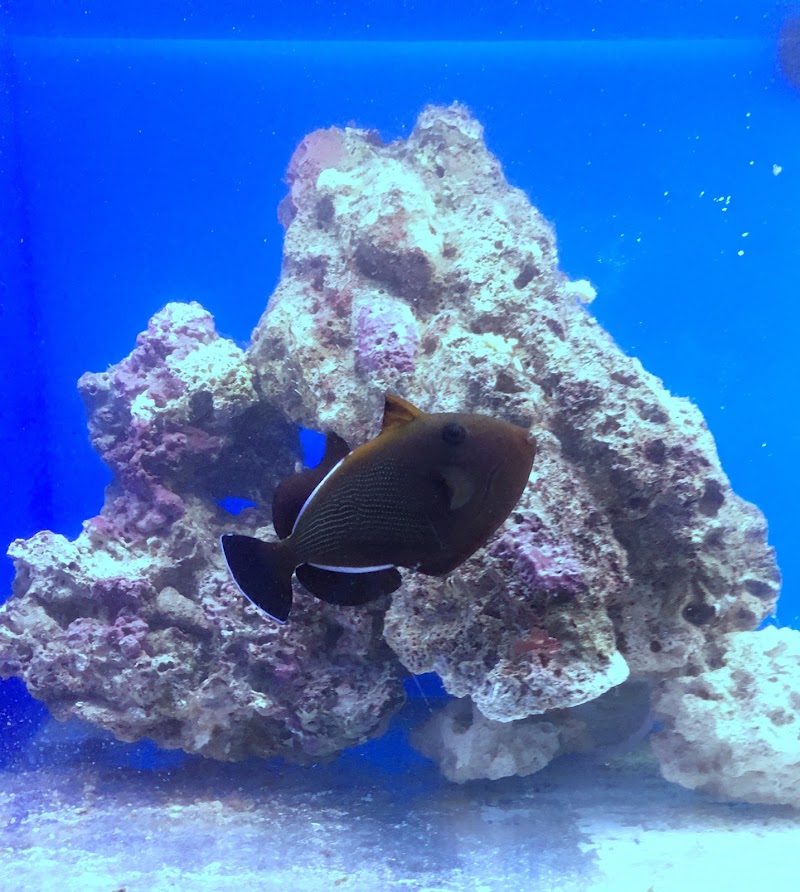 Summit City Coral - Photo 4