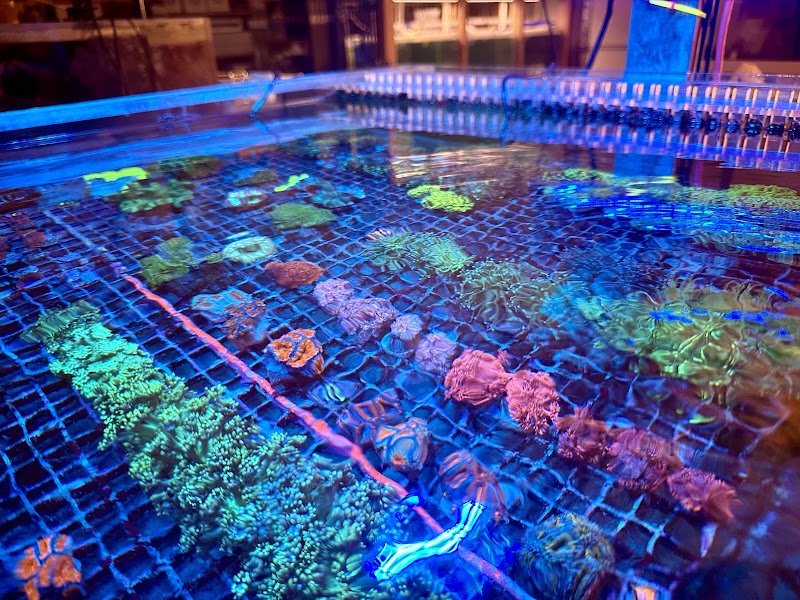 Summit City Coral - Photo 5