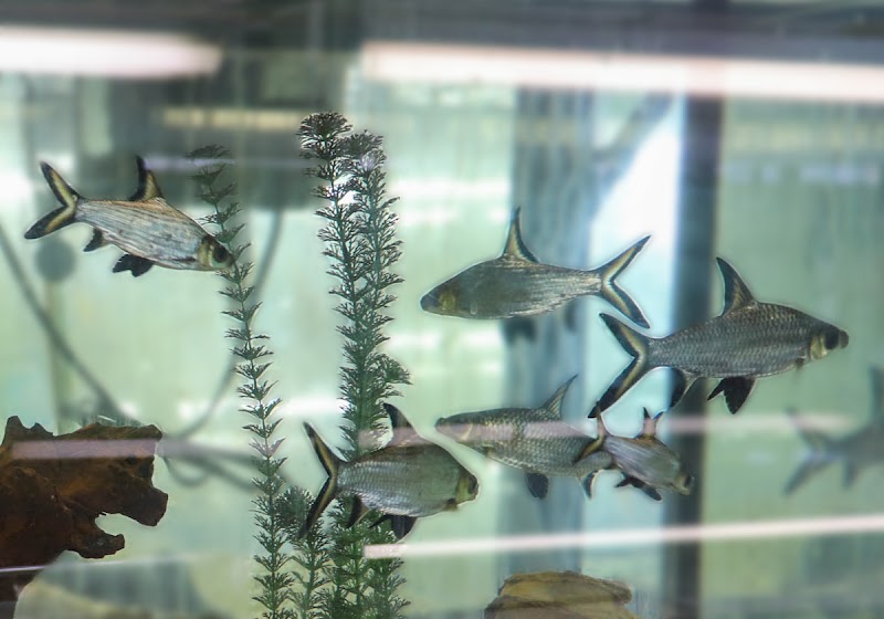 Reptile Emporium & Aquatic Center - Photo 3