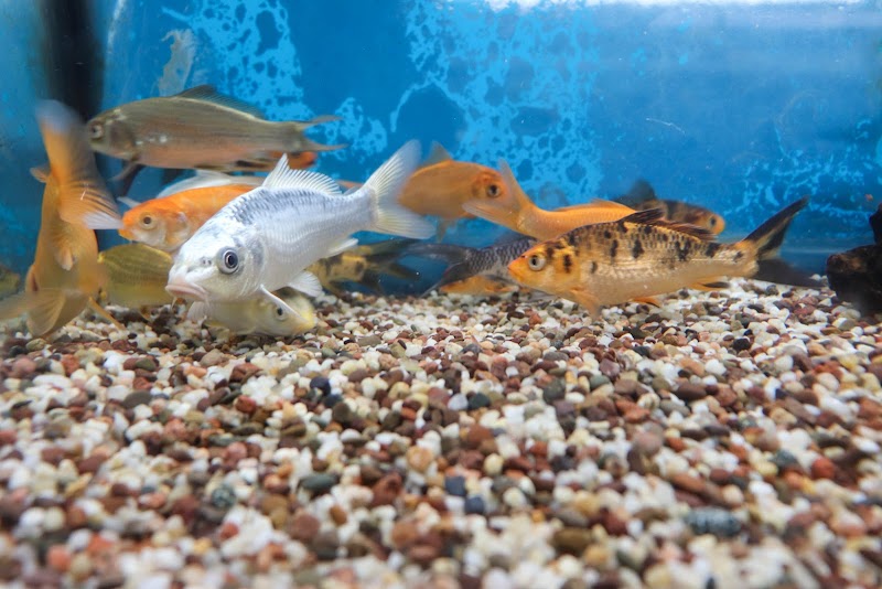 Reptile Emporium & Aquatic Center - Photo 4